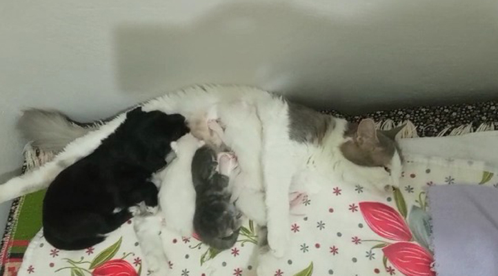 Konya’da anne kedi, yavru köpeği de emziriyor