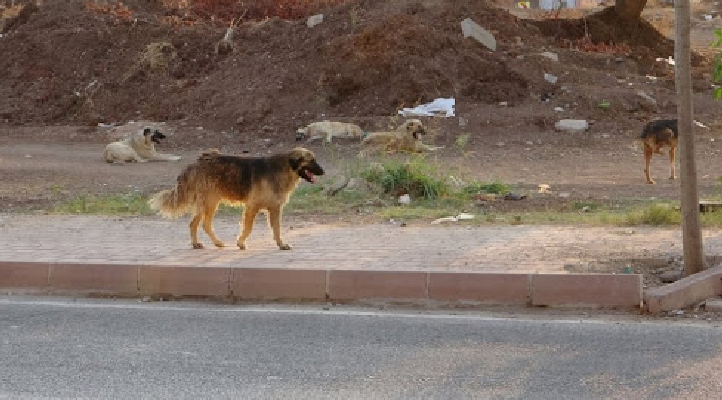 Konya’da sokak köpeklerinden kaçmak isterken otomobilin çarptığı çocuk yaralandı