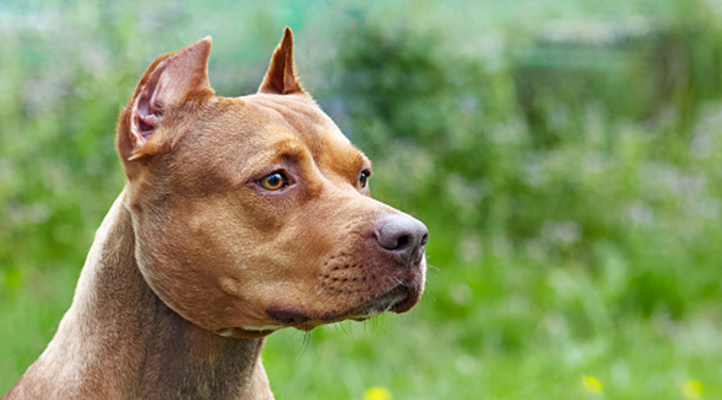 Bakanlıktan ‘tehlike arz eden köpek ırkları’ genelgesi! Aykırı hareket edene 11 bin TL ceza