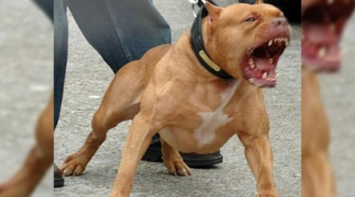 Pitbullar neden saldırır? Tehlikeli bir tür mü? Neden yasak?