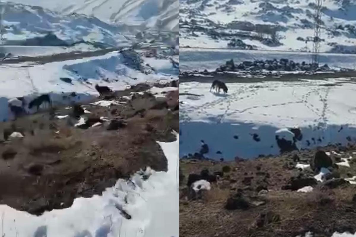 Böyle vicdansızlık görülmedi! Barınağa bırakılması gereken köpekleri dağ başına bıraktılar…Onlarca köpeği kurtlar parçaladı