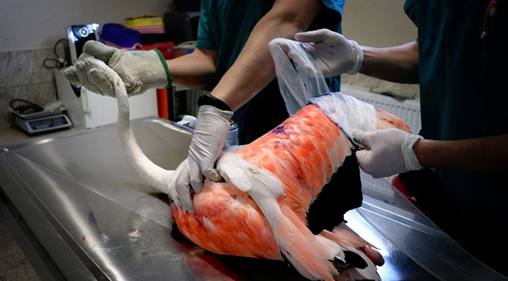 Konya’da avcıların vurduğu uçma yetisini kaybeden flamingoya özel bakım, kanatları kurtarılmaya çalışılıyor