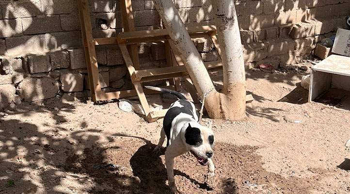Konya’da pitbull besleyen 3 kişiye toplam 44 bin 946 lira ceza