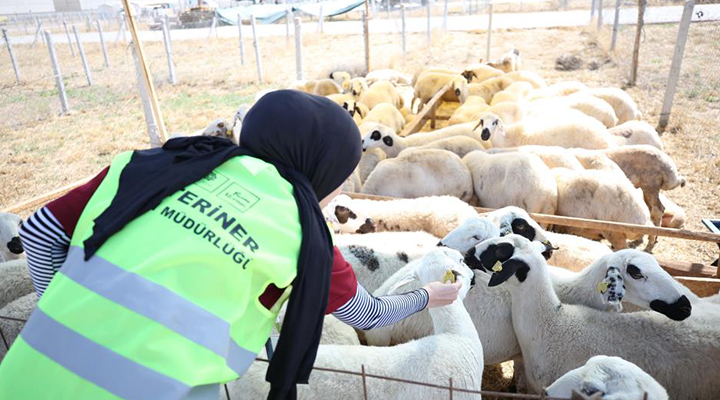 Meram’daki hayvan satış alanında kurban hareketliliği