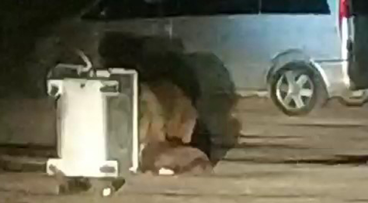 Karnı acıkan ayı ailesi yemek bulmak için piknik alanına indi