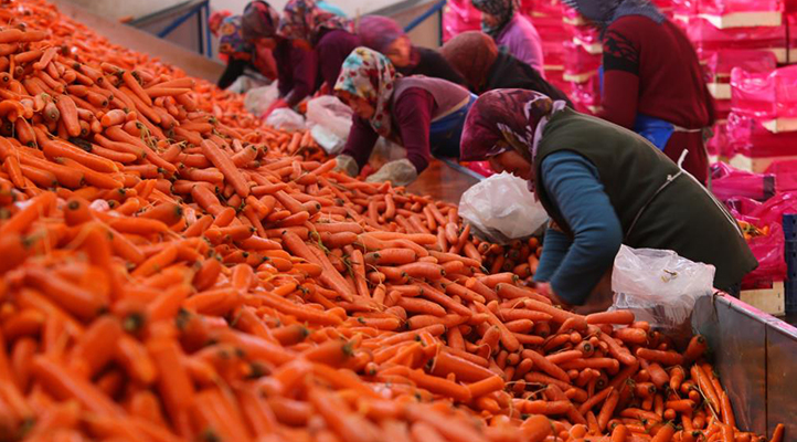 Aromasını Konya Ovası’ndan alan havucun hasadı başladı