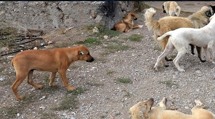 Konya’da sahipsiz köpeklerin saldırdığı 8 yaşındaki çocuk yaralandı