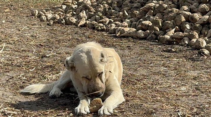 Pancarları şeker gibi yiyen köpek görenleri şaşırtıyor!