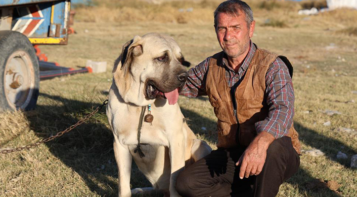 Aksaray Malaklı köpeği dünyaya açıldı
