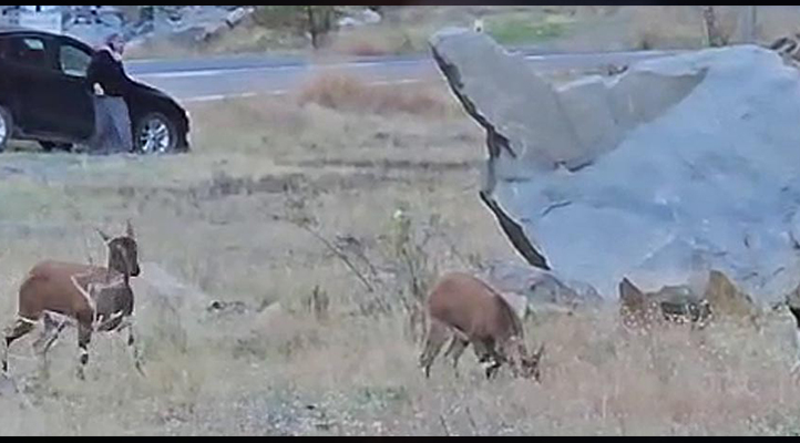 Nesli koruma altındaki yaban keçileri, kara yoluna indi