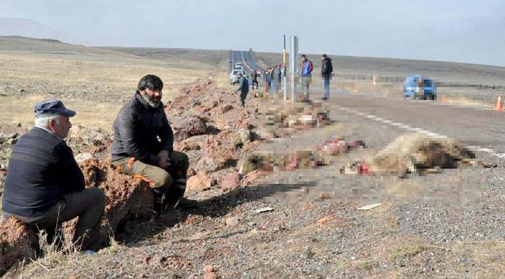 Kars’ta tur minibüsü, sürüye çarptı: 25 koyun telef oldu