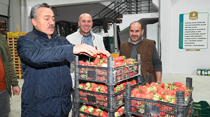 Konya’nın bu ilçesinden 5 ton çilek ihracatı yapıldı