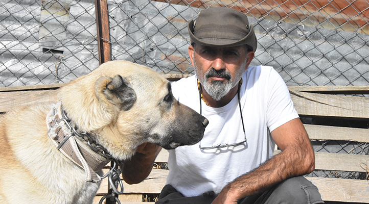 Kangal köpekleri dünyada safkan ırk olarak kabul görmüyor; gen haritasının çıkarılması gerek