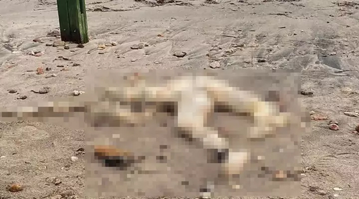 Bodrum sahilinde başı olmayan erkek cesedi bulundu