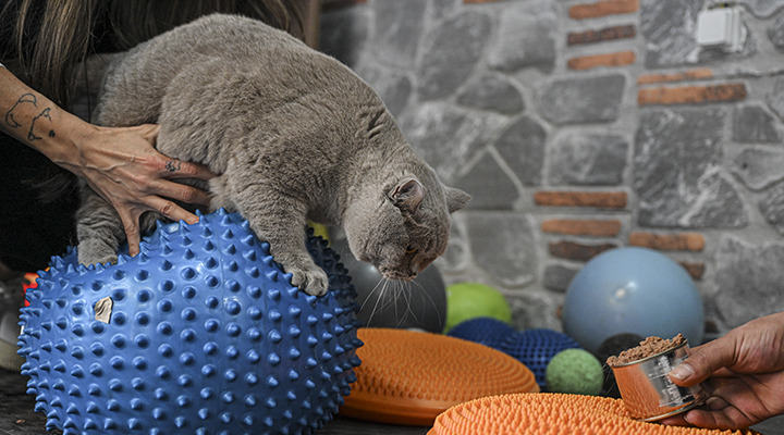 Obez kedi ‘Şiraz’ pilates yaparak ve yüzerek zayıflıyor