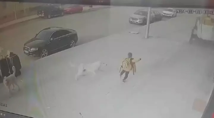 5 köpeğin arasında kalan Emir’in annesi: Çocuğum ölebilirdi