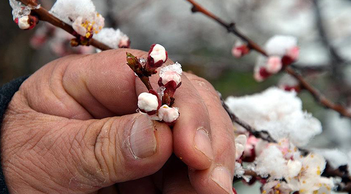 Konya, Karaman, Aksaray ve Niğde için zirai don uyarısı!