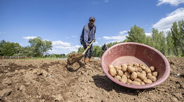 Tunceli’nin köylerinde üreticiler patates ekim mesaisinde