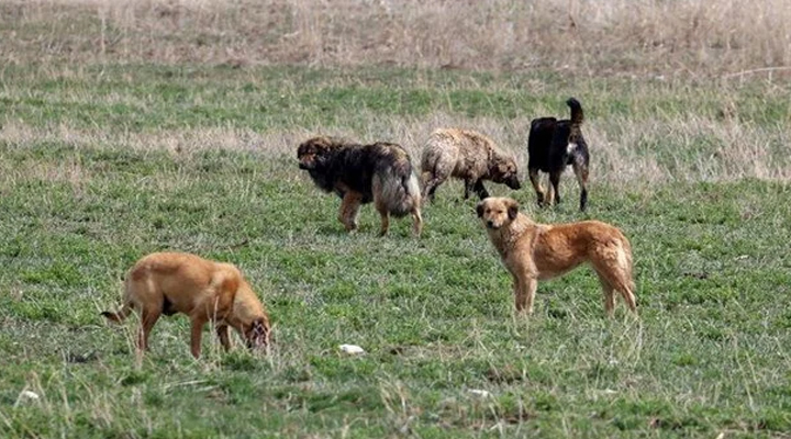 Ankara’da kuduz alarmı: Hastalıklı hayvanları şehre yönlendiren kişiler yakalanarak gözaltına alındı