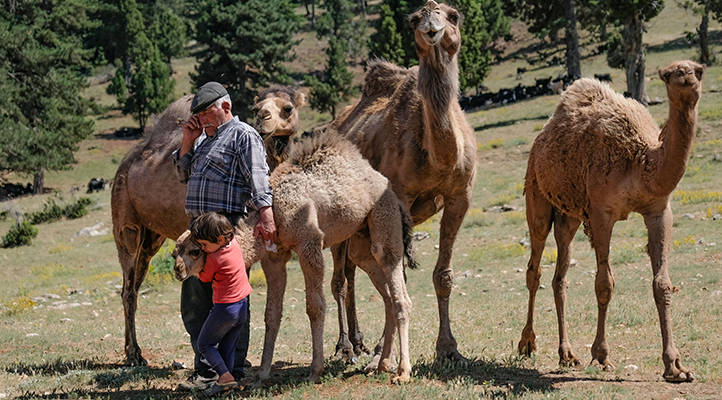 Sarıkeçili Yörükleri, Toros Dağları’nda