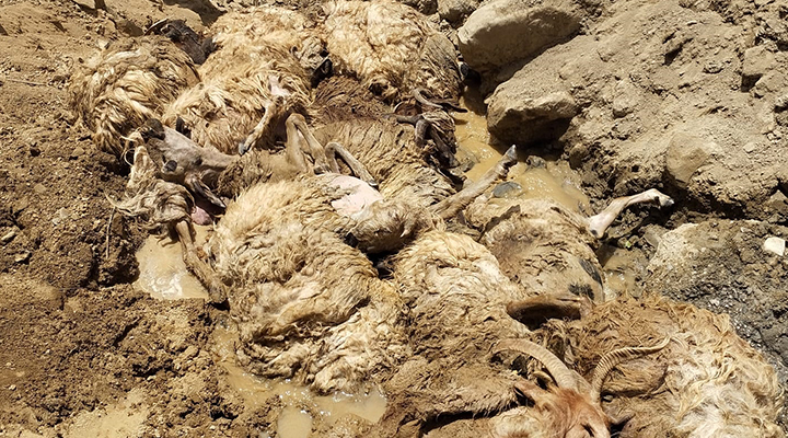 Sürüdeki koyunun peşinden 27 koyun daha uçuruma atlayıp öldü