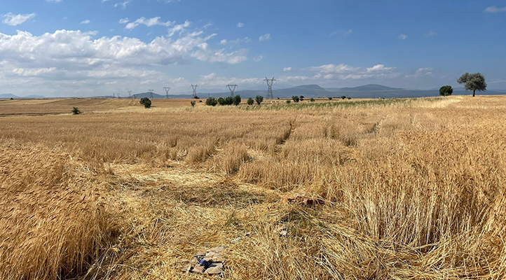 Konya’da tarlada ekili 30 bin liralık buğday çalındı
