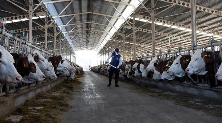 Türkiye’de inek sütü üretimi mayısta rekor düzeye ulaştı