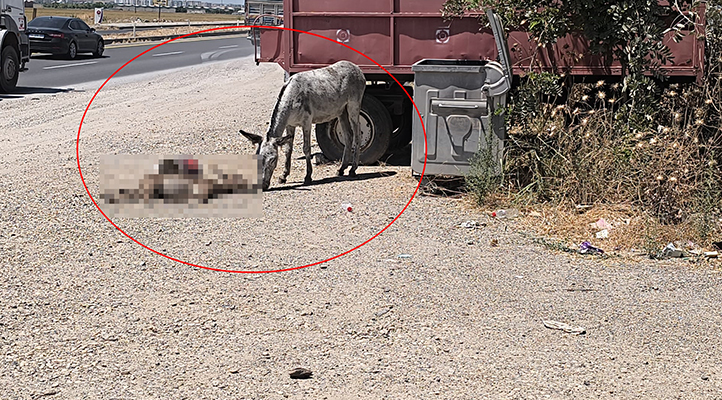 Eşek, ölen yavrusunun başından 2 gün boyunca ayrılmadı