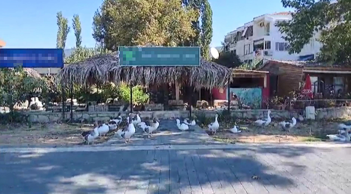 Kafesinin bahçesi çiftliğe döndü; 30 kaz, 8 keçi, horoz, tavuk, kedi, köpek, ördek ve civcivler var