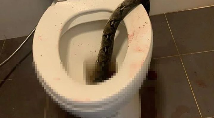 Tuvaletini yaparken klozetten çıkan pitonun saldırısına uğradı