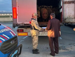 Ağrı’da çalınan 300 küçükbaş, Bitlis’te jandarmanın durdurduğu tırlarda bulundu
