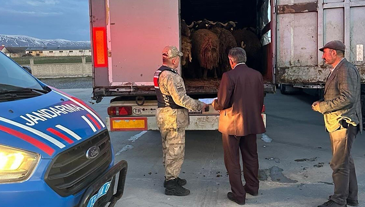 Ağrı’da çalınan 300 küçükbaş, Bitlis’te jandarmanın durdurduğu tırlarda bulundu