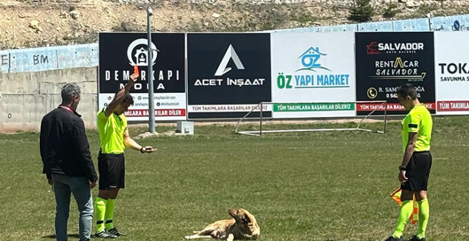 Amatör maçta sahaya giren köpek kırmızı kart gördü