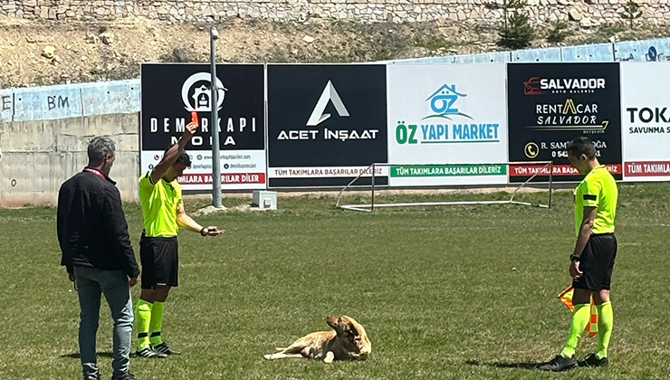 Amatör maçta sahaya giren köpek kırmızı kart gördü