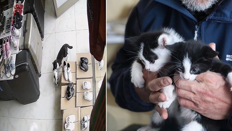 Annelerinin ağzında geldikleri dükkan kedi yavrularının yuvası oldu