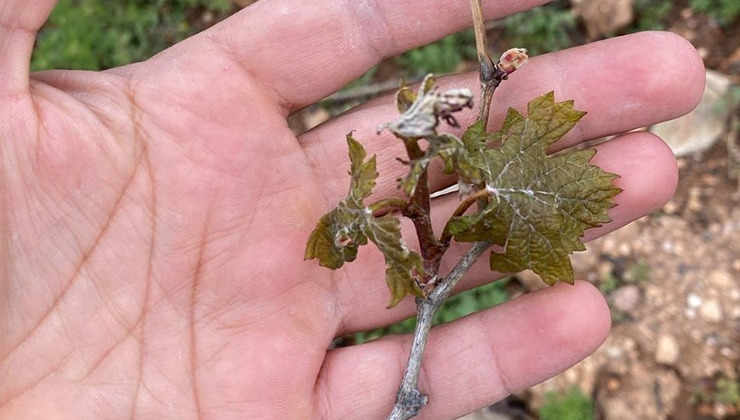 Çiftçilerin cabası yetmedi, don tarım arazilerine büyük zarar verdi
