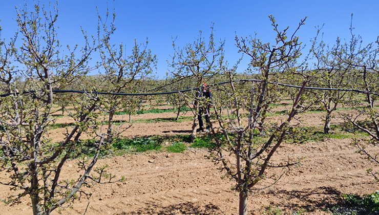 Hüyük’teki meyve üreticisi de zirai don mağduru oldu