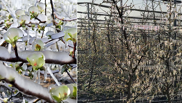 Isparta’da ‘zirai don’ etkisi; elma, gül, kiraz ve kayısıda kayıp büyük