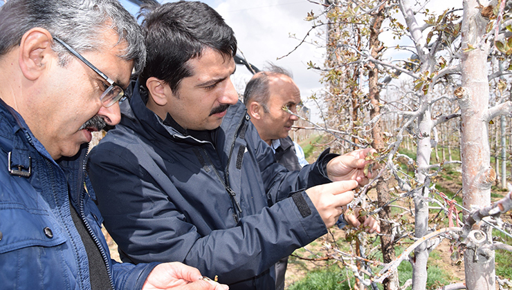 Karapınar’da zirai don sonrası tarım alanlarında incelemelerde bulundu