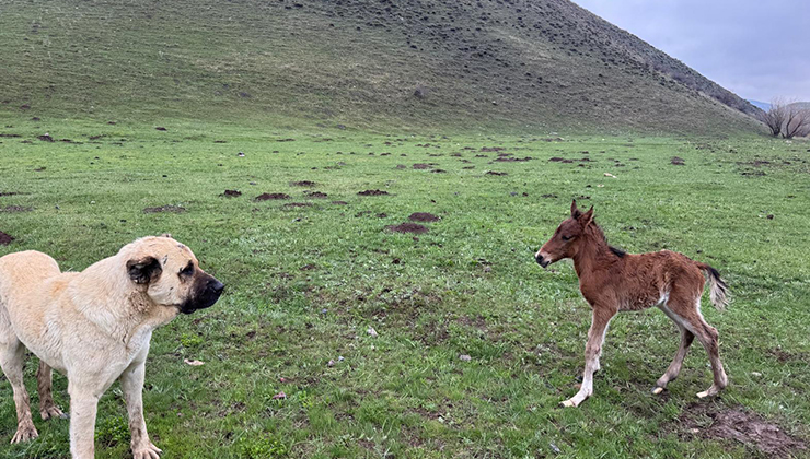 ‘Kral’, bu kez de doğum yapan atı yalnız bırakmadı