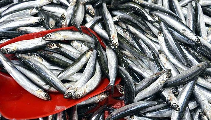 Türkiye’nin 3 aylık hamsi ihracatı 3,1 milyon doları aştı