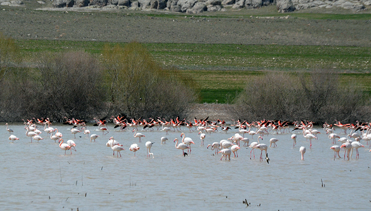 Tuz Gölü’ne göç eden flamingo popülasyonunda artış