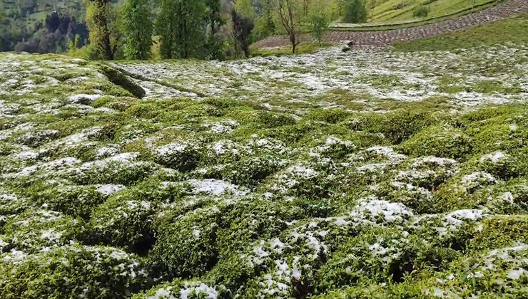 Zirai don çayı da vurdu