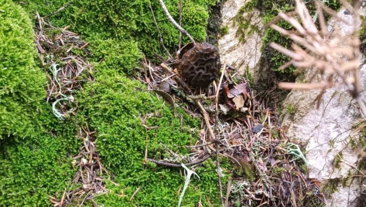 Yağışlar kuzugöbeği mantarı tutkunlarını da sevindirdi