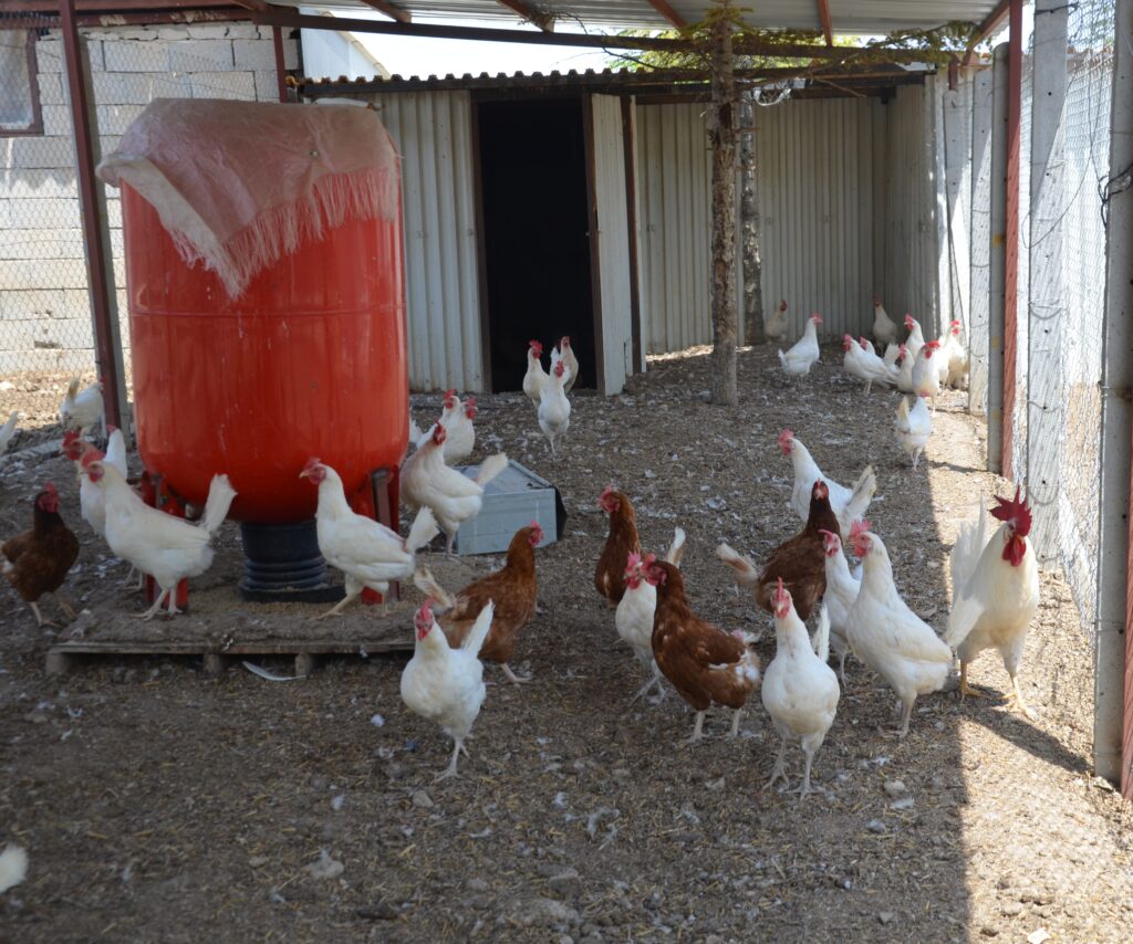 Şehrin yanı başındaki Akyokuş Çiftliği, Konyalıları bekliyor