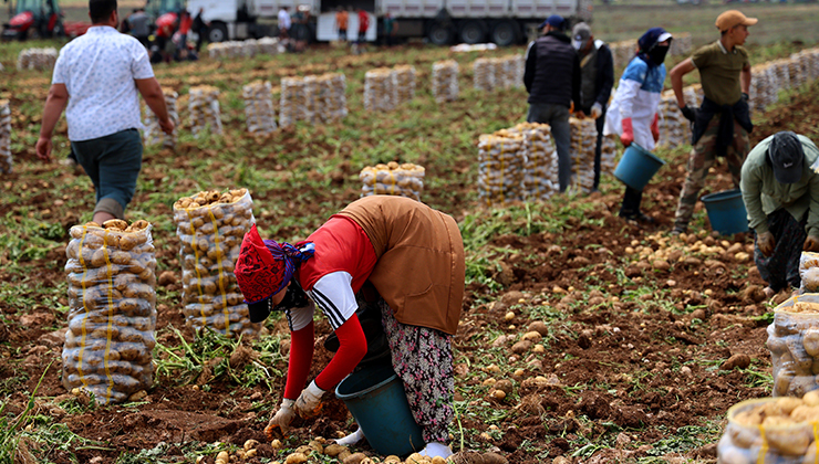 Adana’da patates hasadı başladı, tarlada kilogramı 22-24 lira