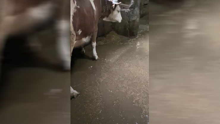 Akyaka’da dereler taştı, ahırları su bastı