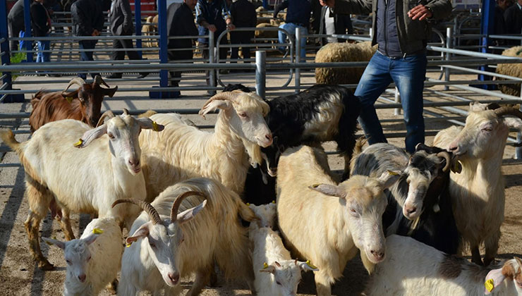 Balıkesir’de şap alarmı: 15 mahalle karantinaya alındı
