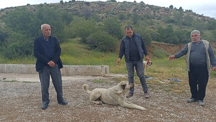 Başıboş köpekler buzağıyı parçaladı, sahiplerine saldırdı