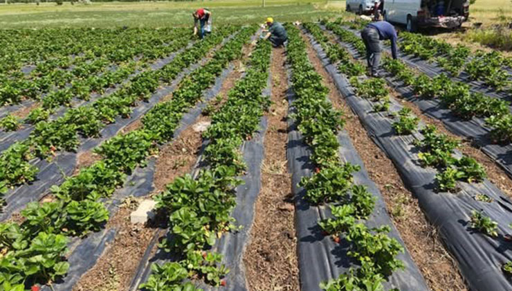Beyşehir’de çilekte hasat öncesi pestisit denetimi